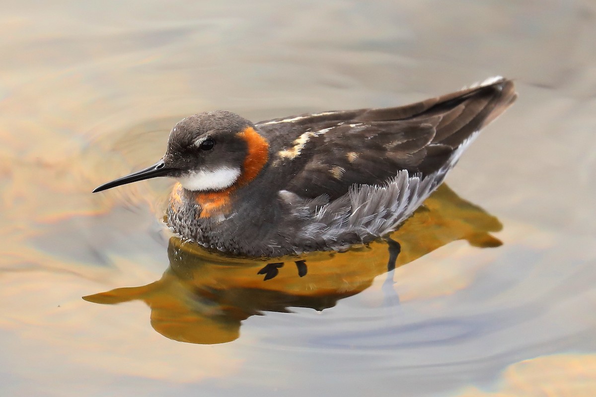 Red-necked Phalarope - Peter Kyne