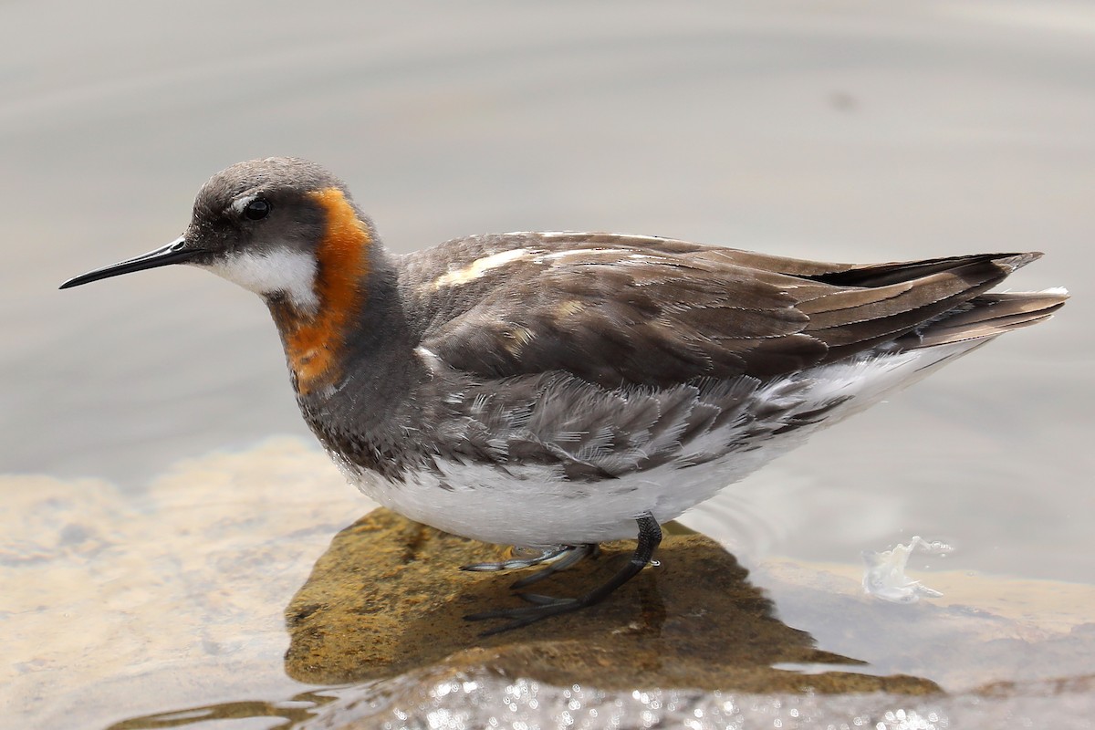 Red-necked Phalarope - ML470425751