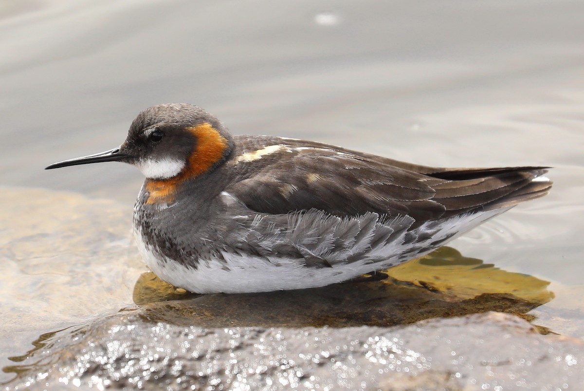 Red-necked Phalarope - ML470425951