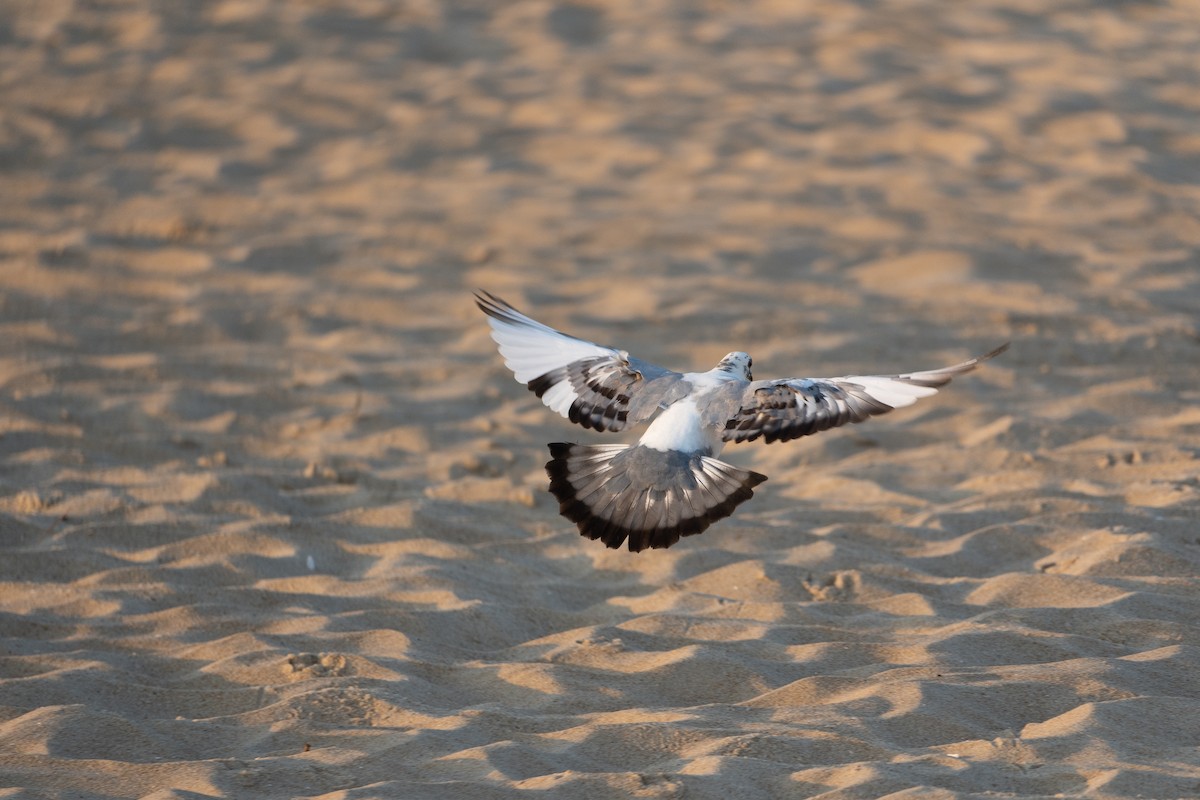 Rock Pigeon (Feral Pigeon) - ML470426431