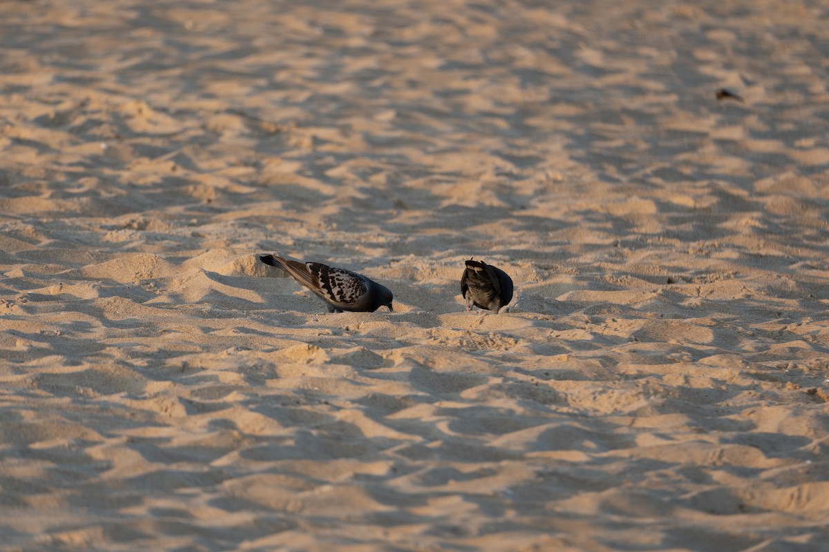 Rock Pigeon (Feral Pigeon) - ML470426441