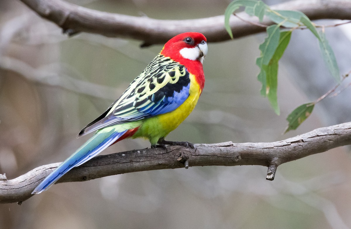 Eastern Rosella - ML470428281