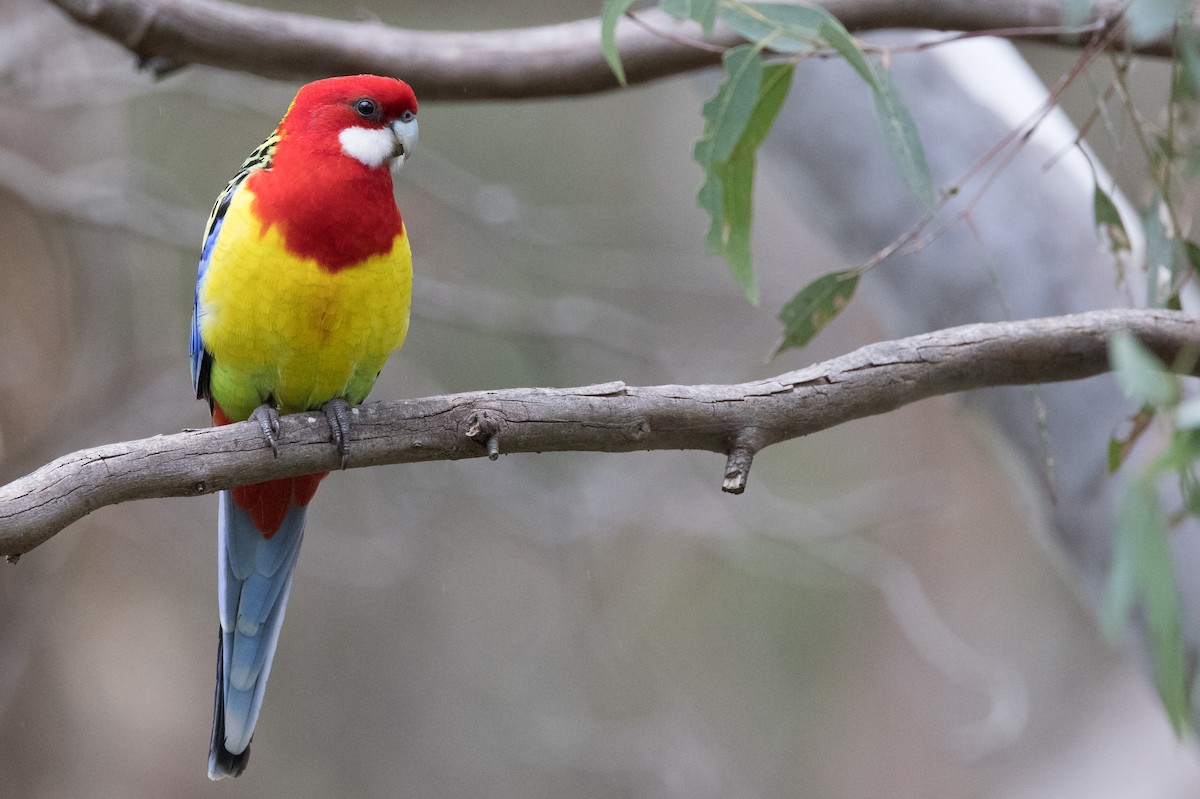 Eastern Rosella - Chris Barnes