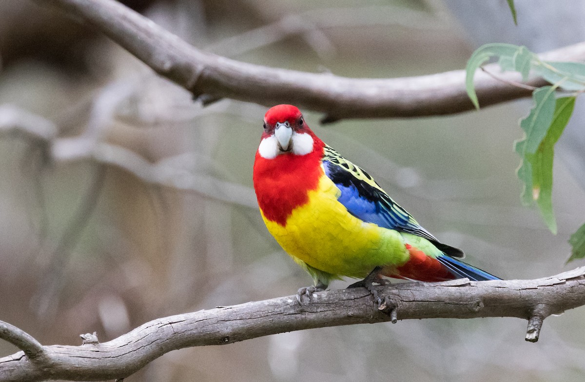 Eastern Rosella - ML470428301