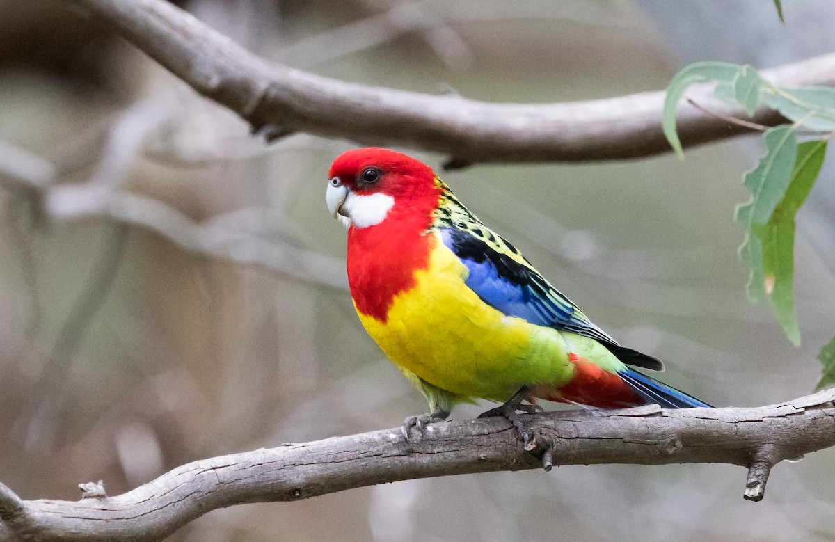 Eastern Rosella - ML470428311