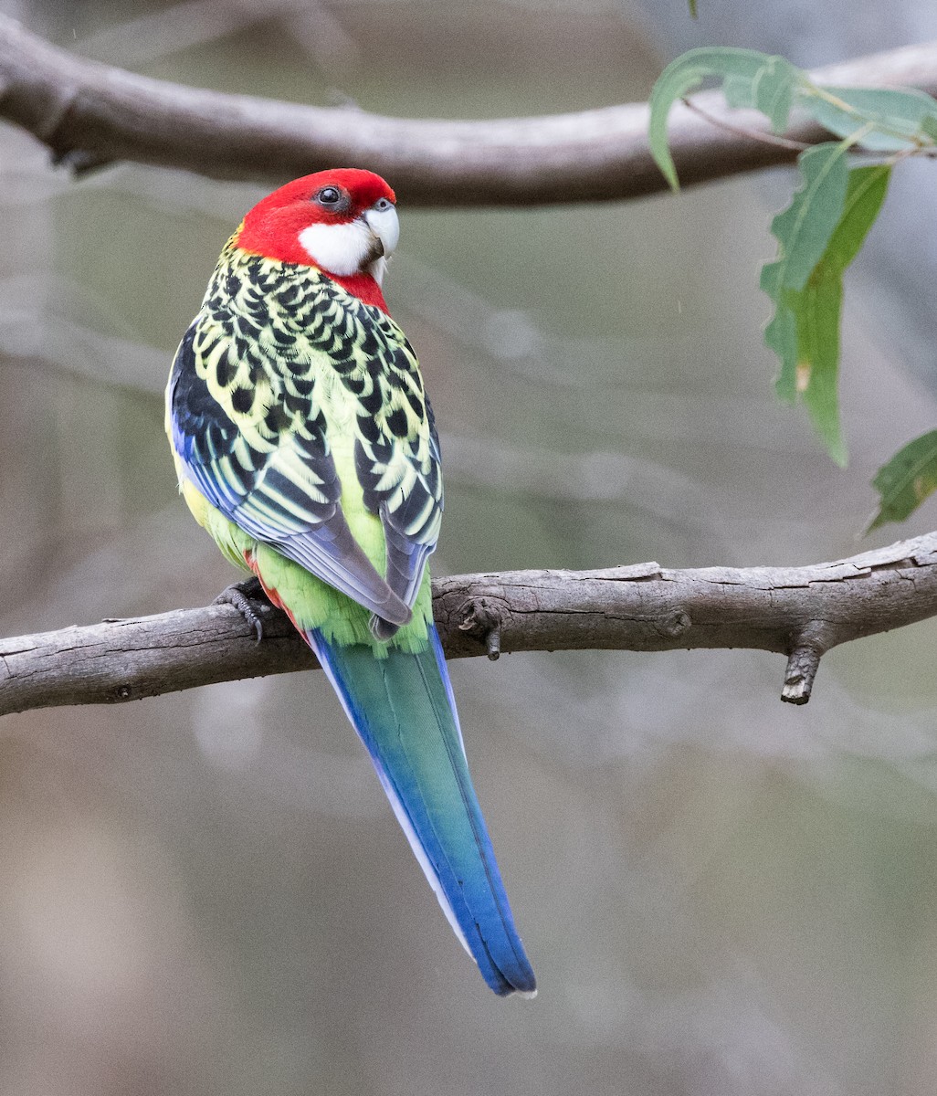 Eastern Rosella - ML470428401