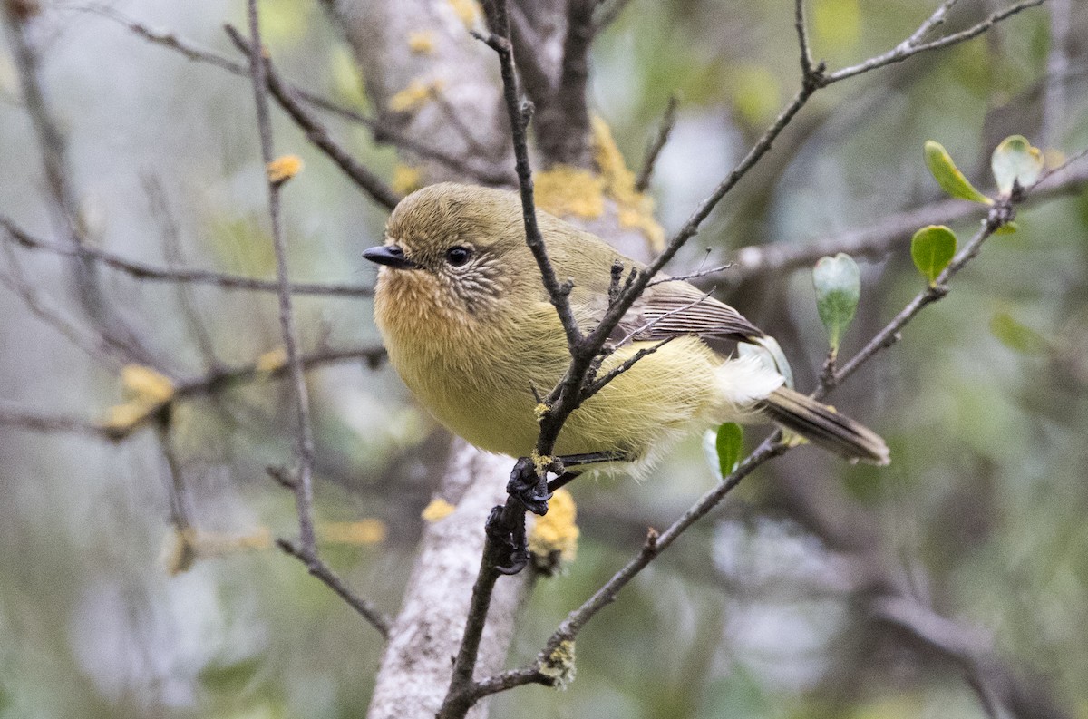 Yellow Thornbill - ML470428581