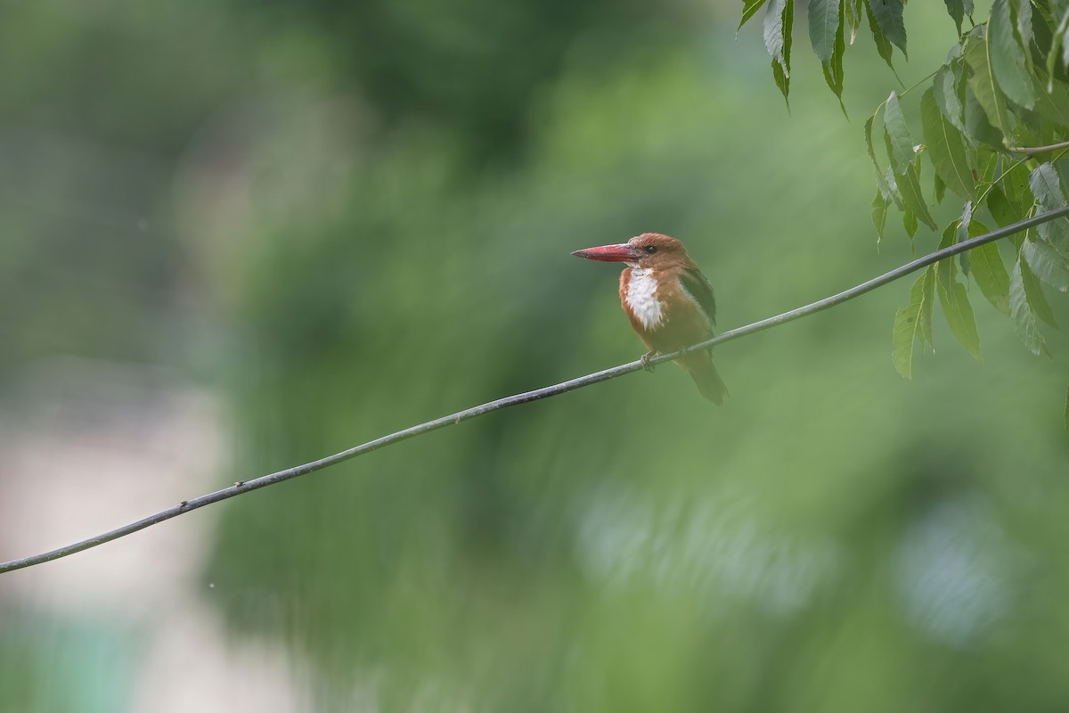 White-throated Kingfisher - ML470428981