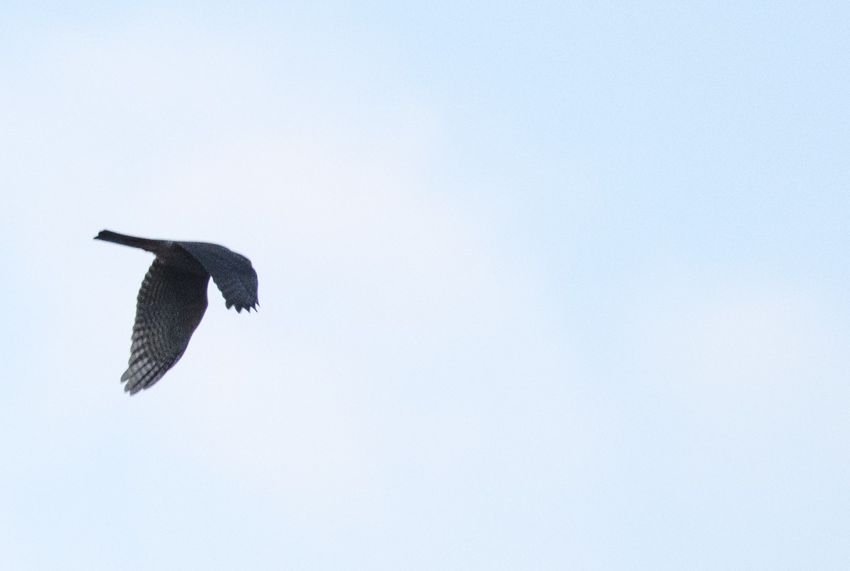 Collared Sparrowhawk - ML470429401