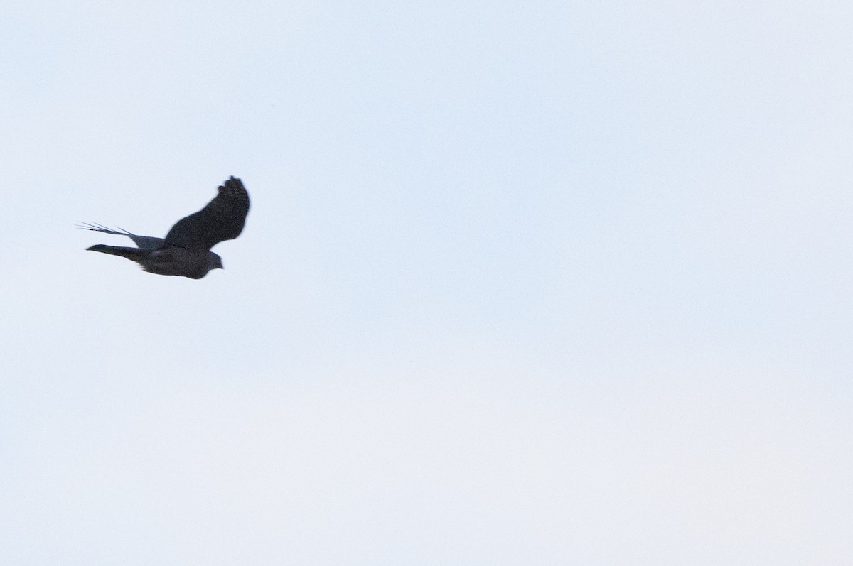 Collared Sparrowhawk - Chris Barnes