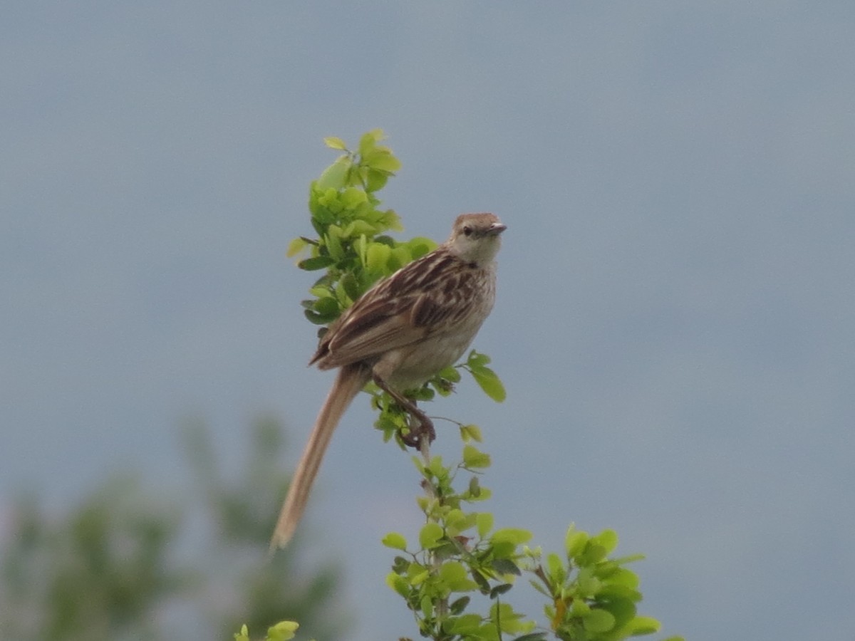 Çizgili Otlak Ötleğeni - ML47042991