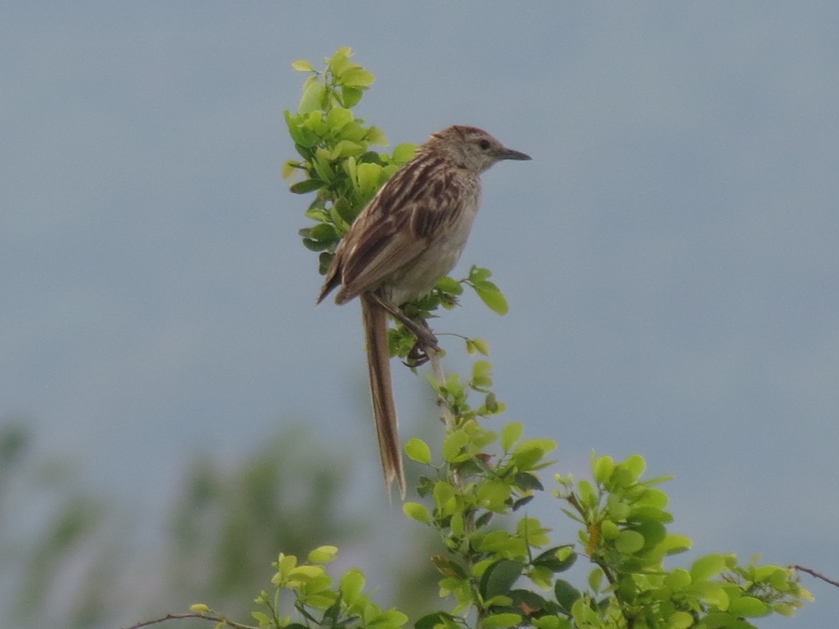 Çizgili Otlak Ötleğeni - ML47043001