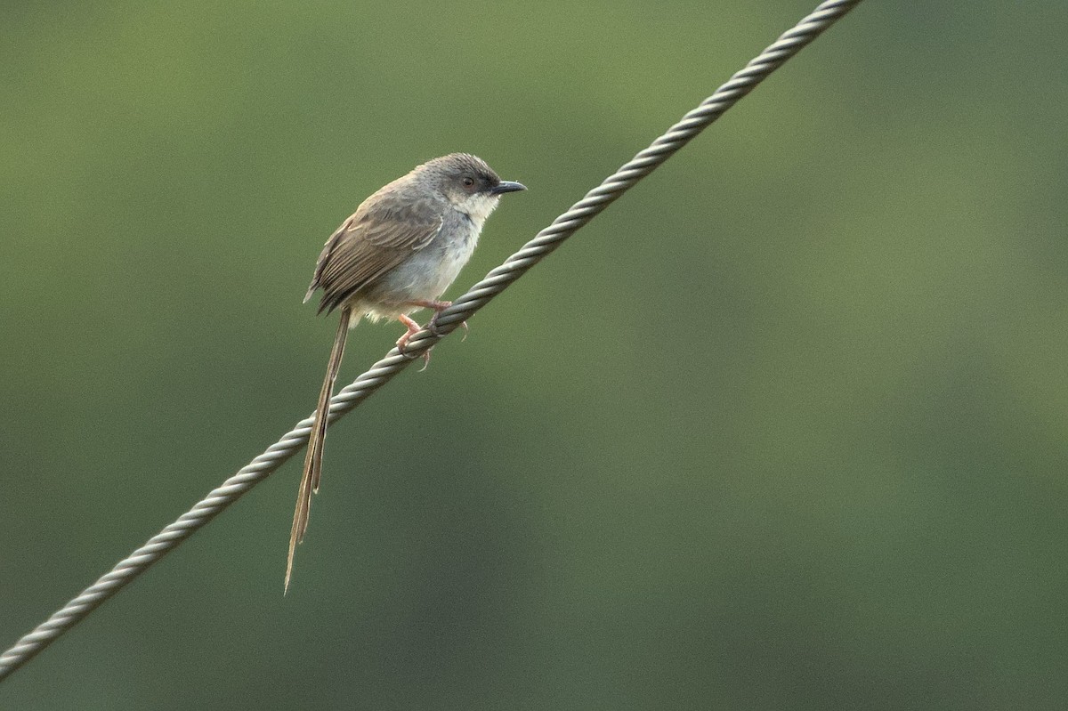 Prinia crinigère - ML470430261