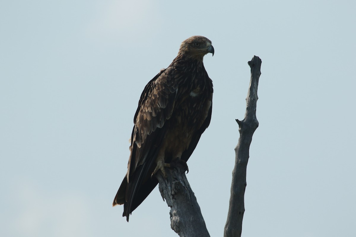 Tawny Eagle - ML470430271