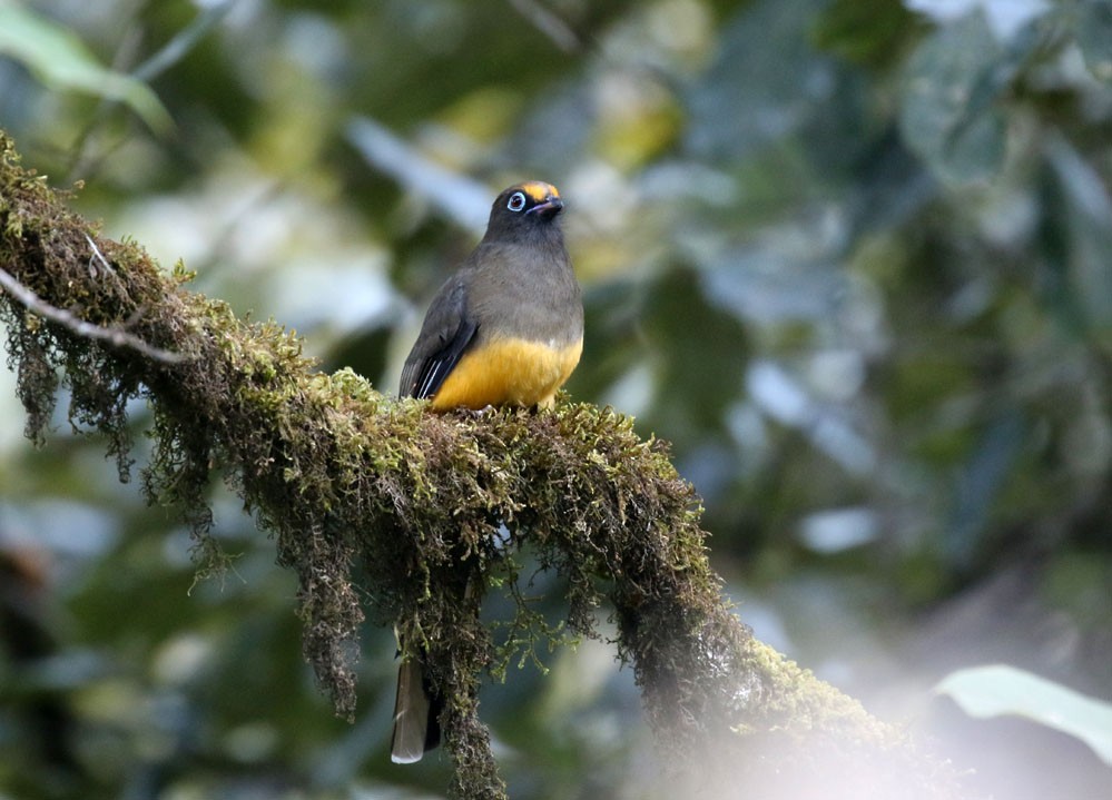 Ward's Trogon - Rofikul Islam