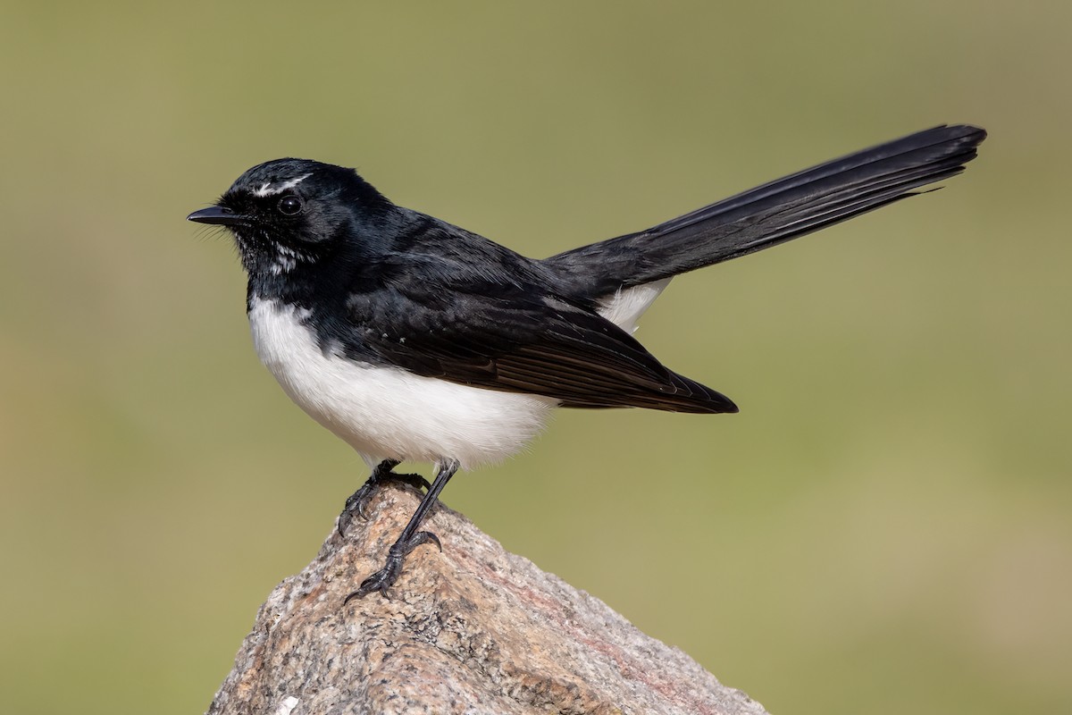 Willie-wagtail - Jarryd Guilfoyle