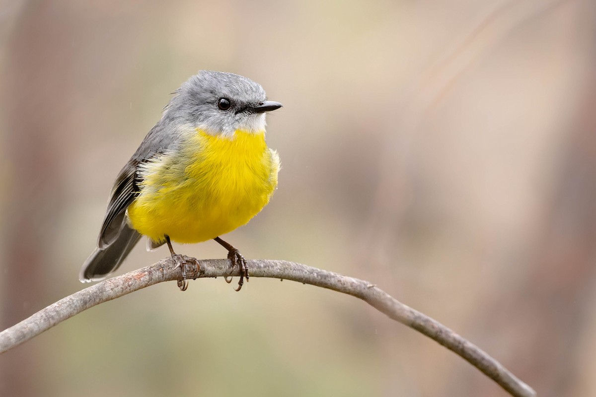 Eastern Yellow Robin - ML470431621