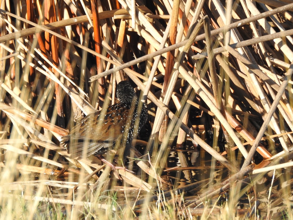 Spotted Rail - ML470431861