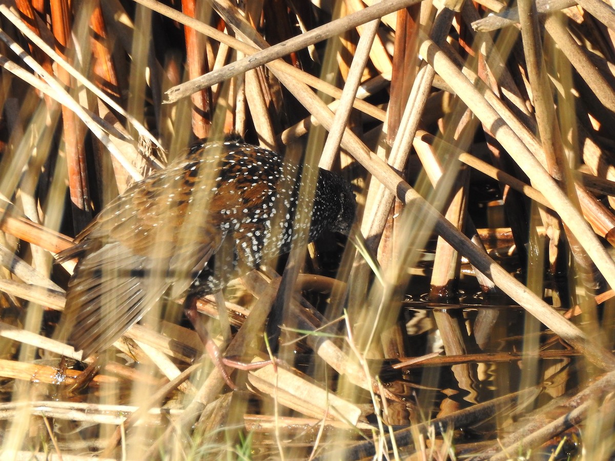 Spotted Rail - ML470431871