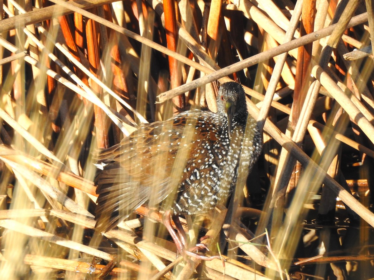 Spotted Rail - Heath Harlan