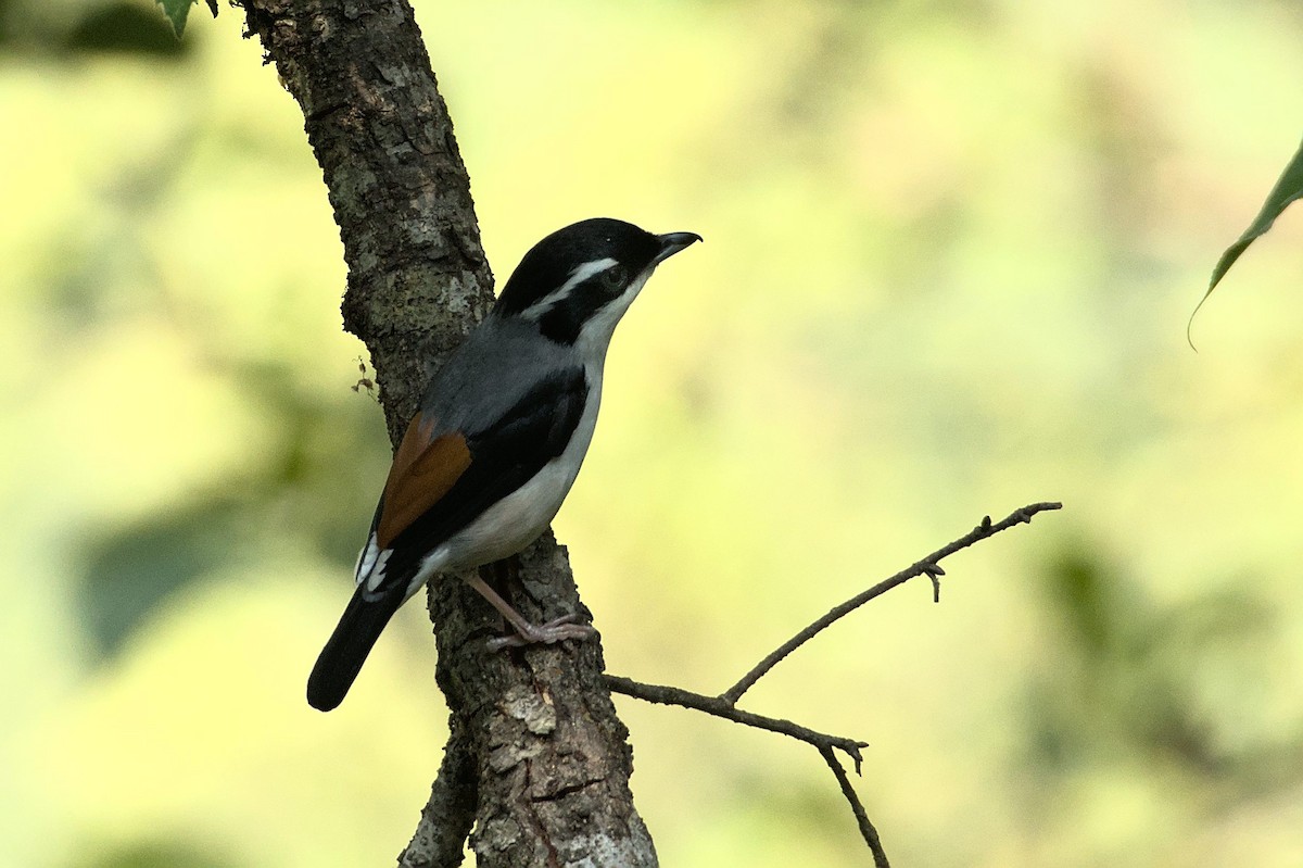 White-browed Shrike-Babbler (Himalayan) - Ashwani Sharma