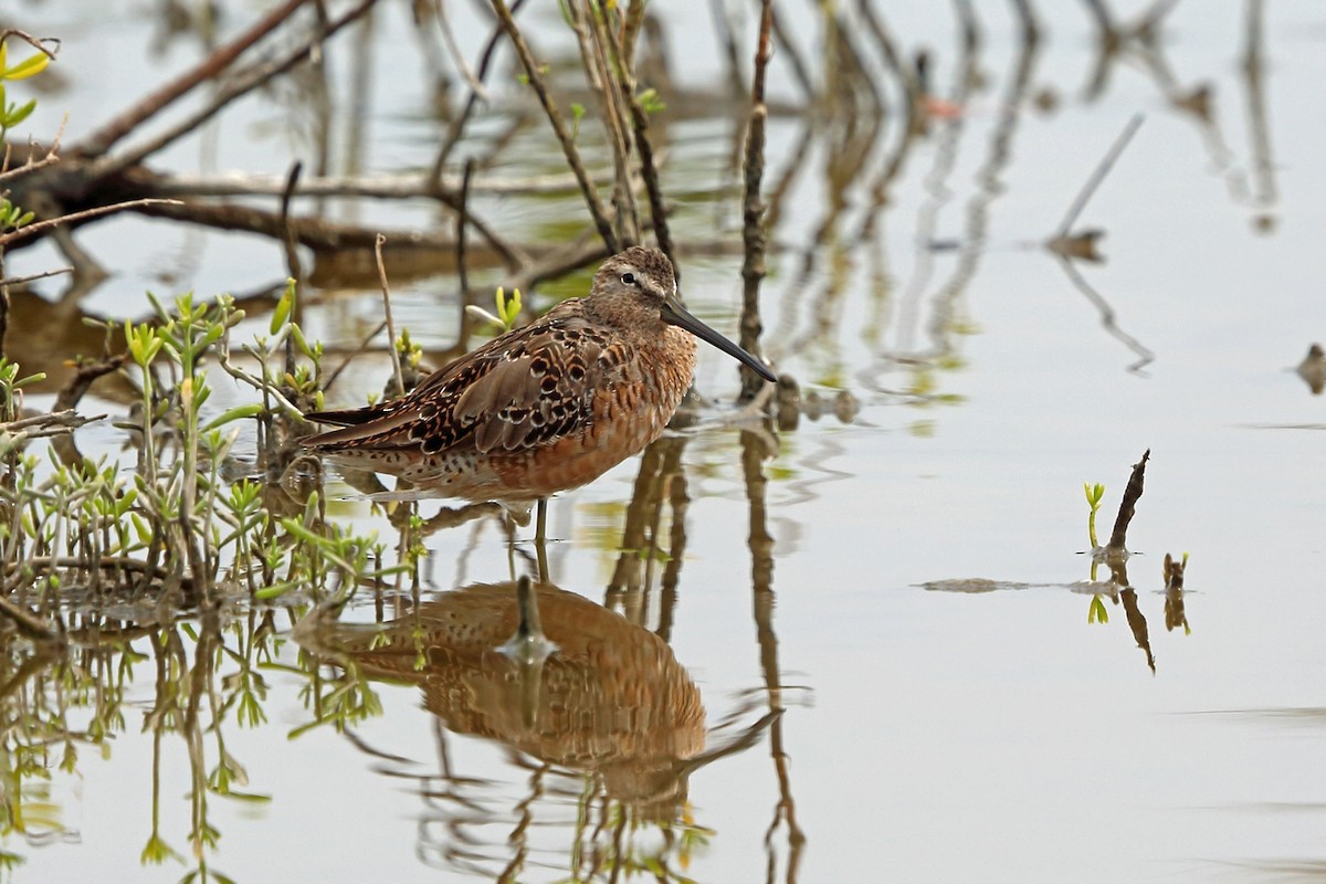 Long-billed Dowitcher - ML47043491