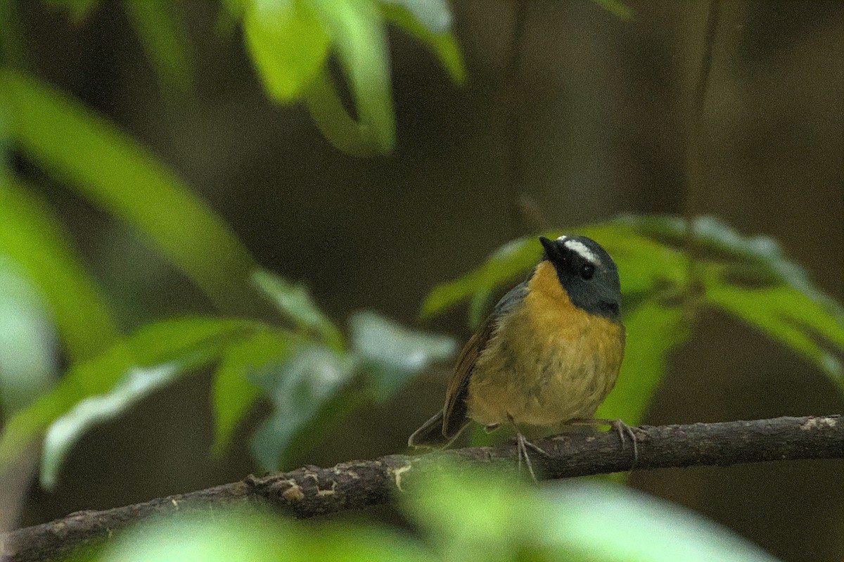 Snowy-browed Flycatcher - Ashwani Sharma