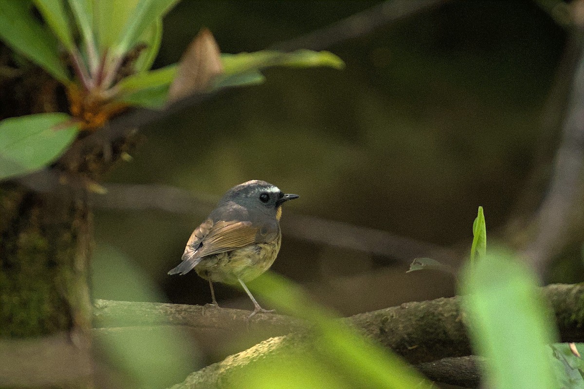 Snowy-browed Flycatcher - ML470435111