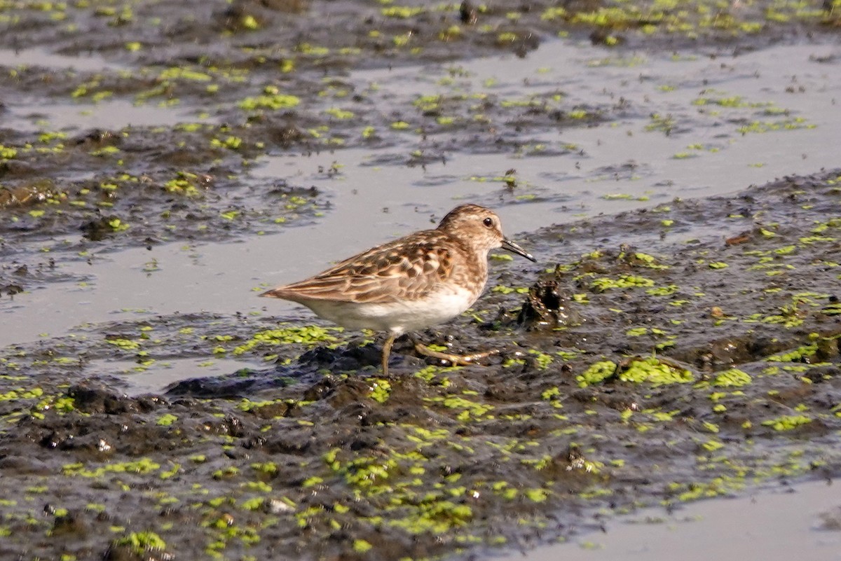 Least Sandpiper - ML470435171