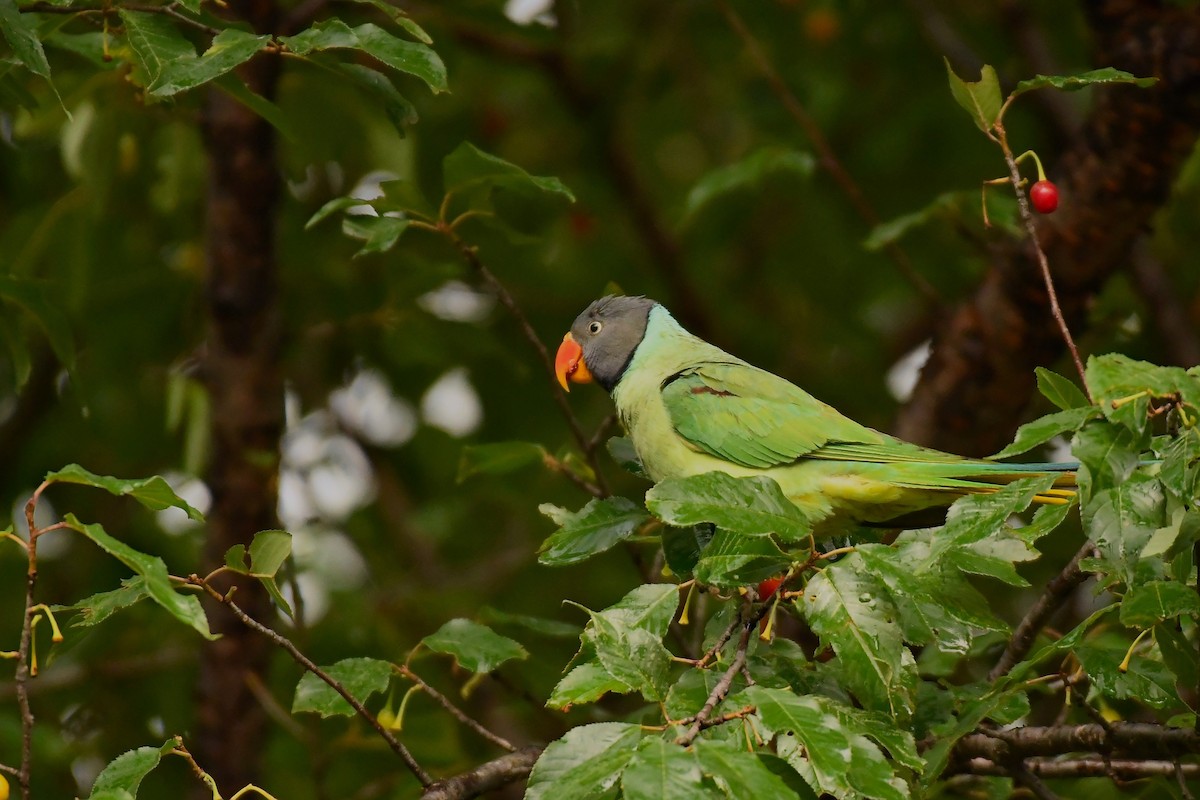Slaty-headed Parakeet - Ashwani Sharma