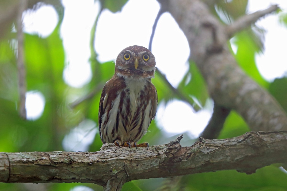Ferruginous Pygmy-Owl - ML47043571