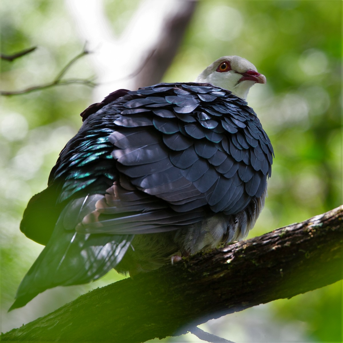 White-headed Pigeon - ML470435951