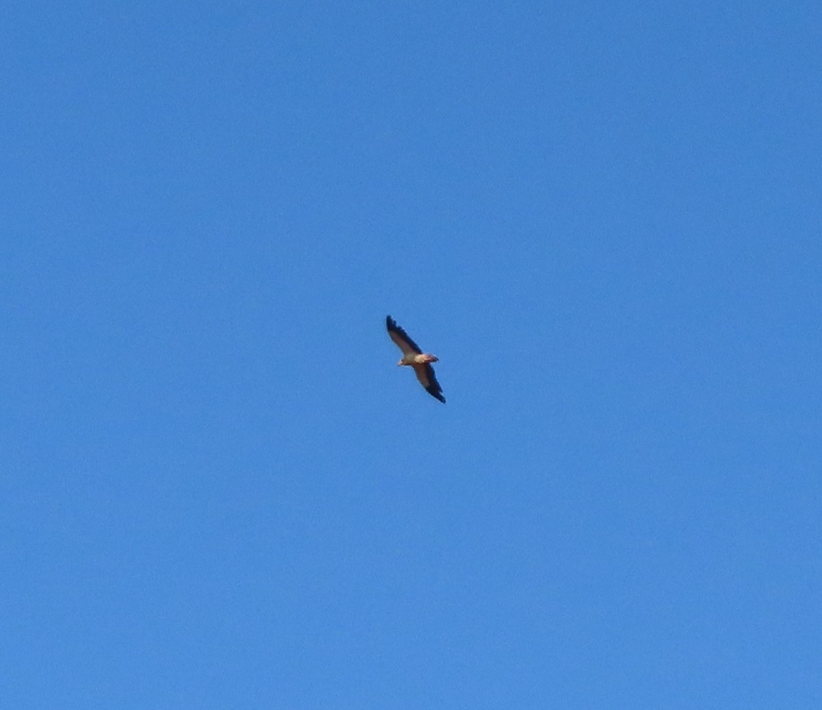 Egyptian Vulture - Jaume Sastre Garriga