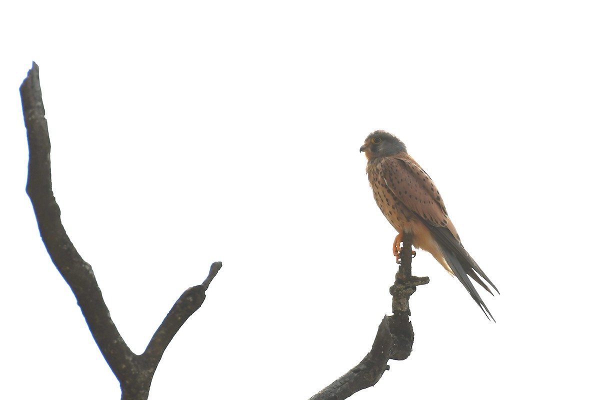 Eurasian Kestrel - ML470437301