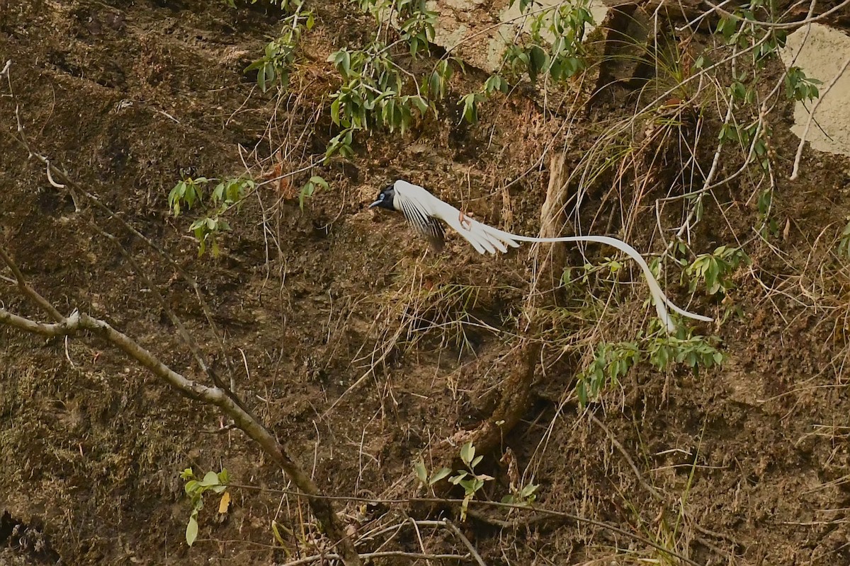 Райская мухоловка - ML470437831