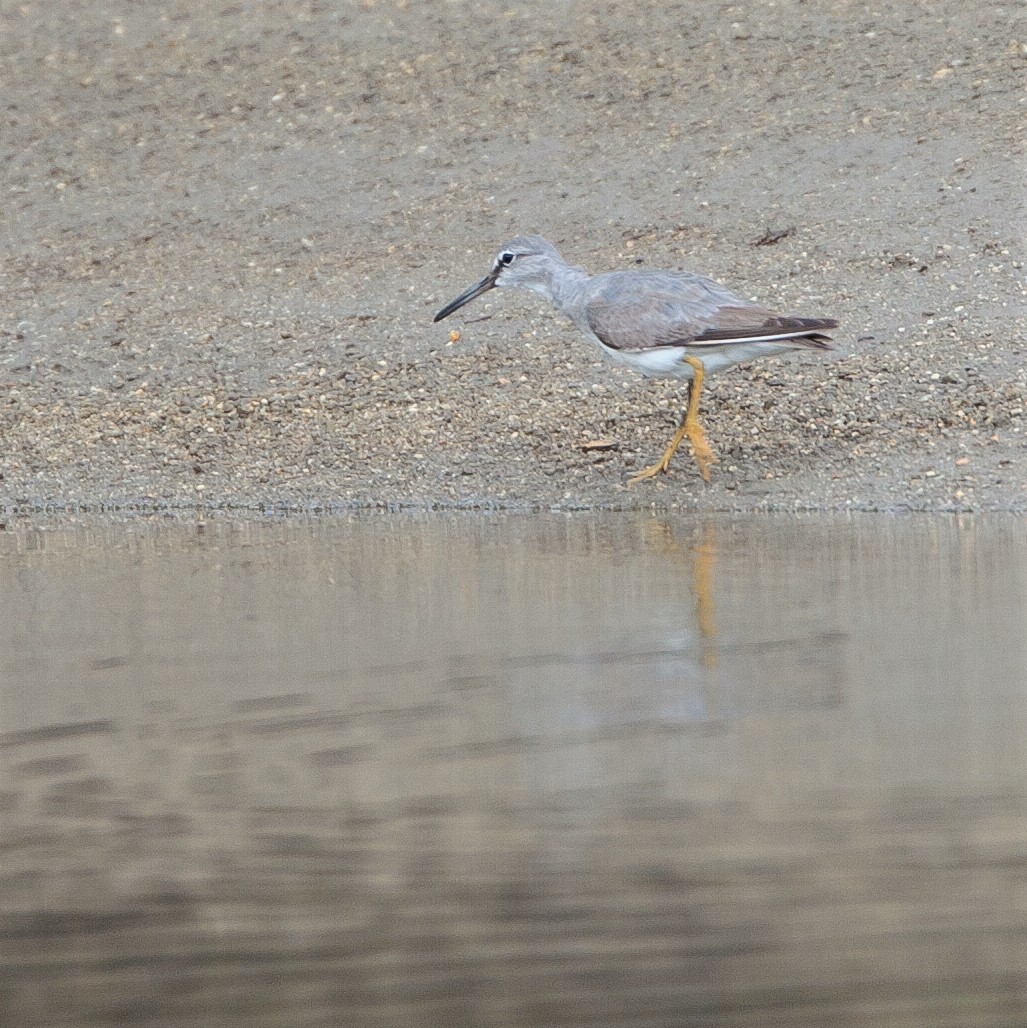 Gray-tailed Tattler - ML470438501