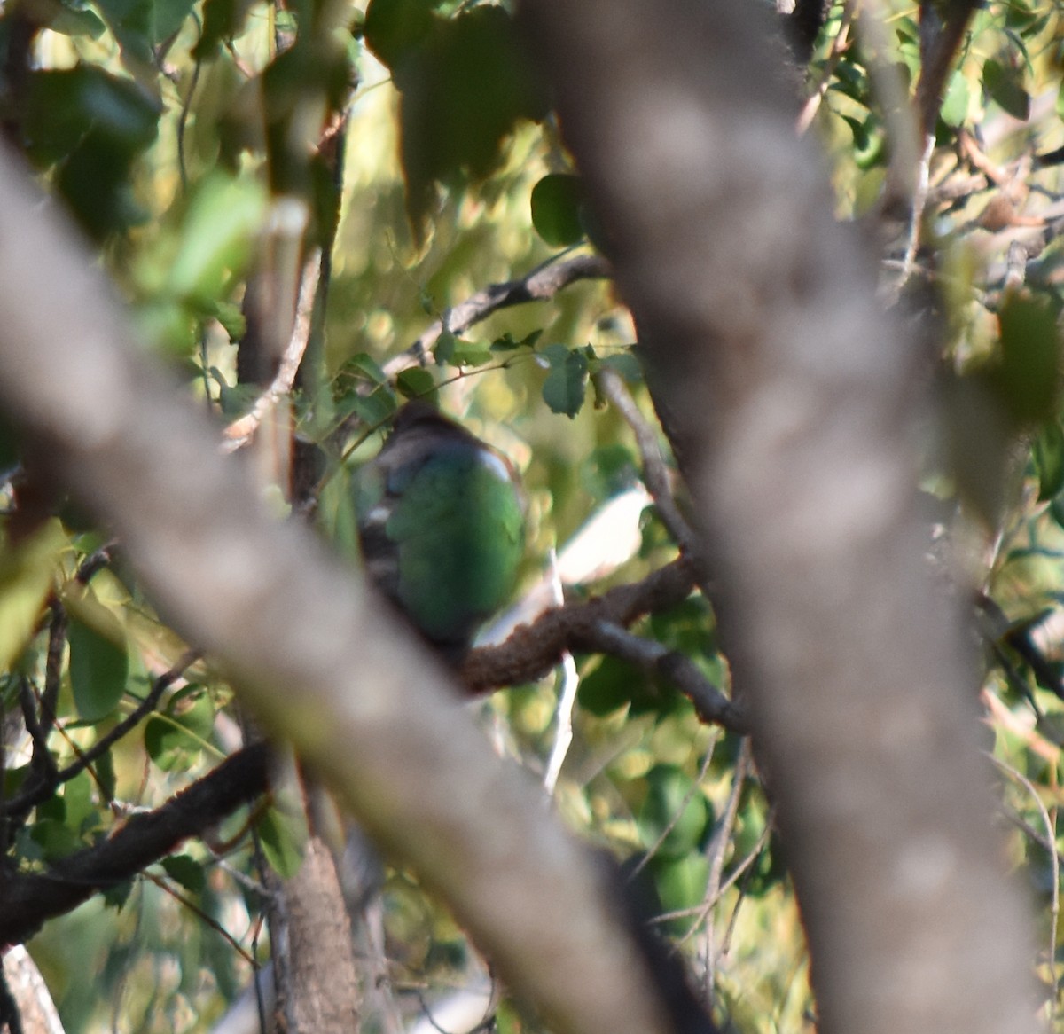 Pacific Emerald Dove - ML470438531