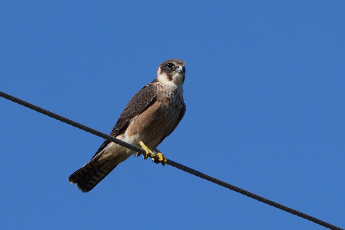 Australian Hobby - Guy Pardey