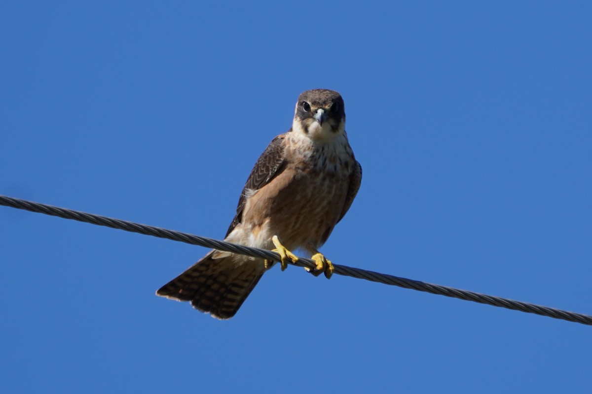 Australian Hobby - Guy Pardey