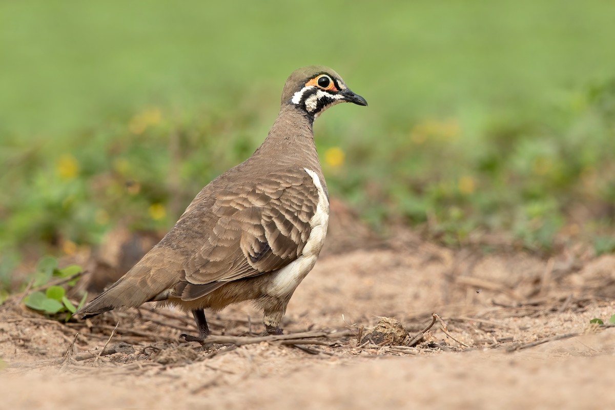 Squatter Pigeon - ML470439241