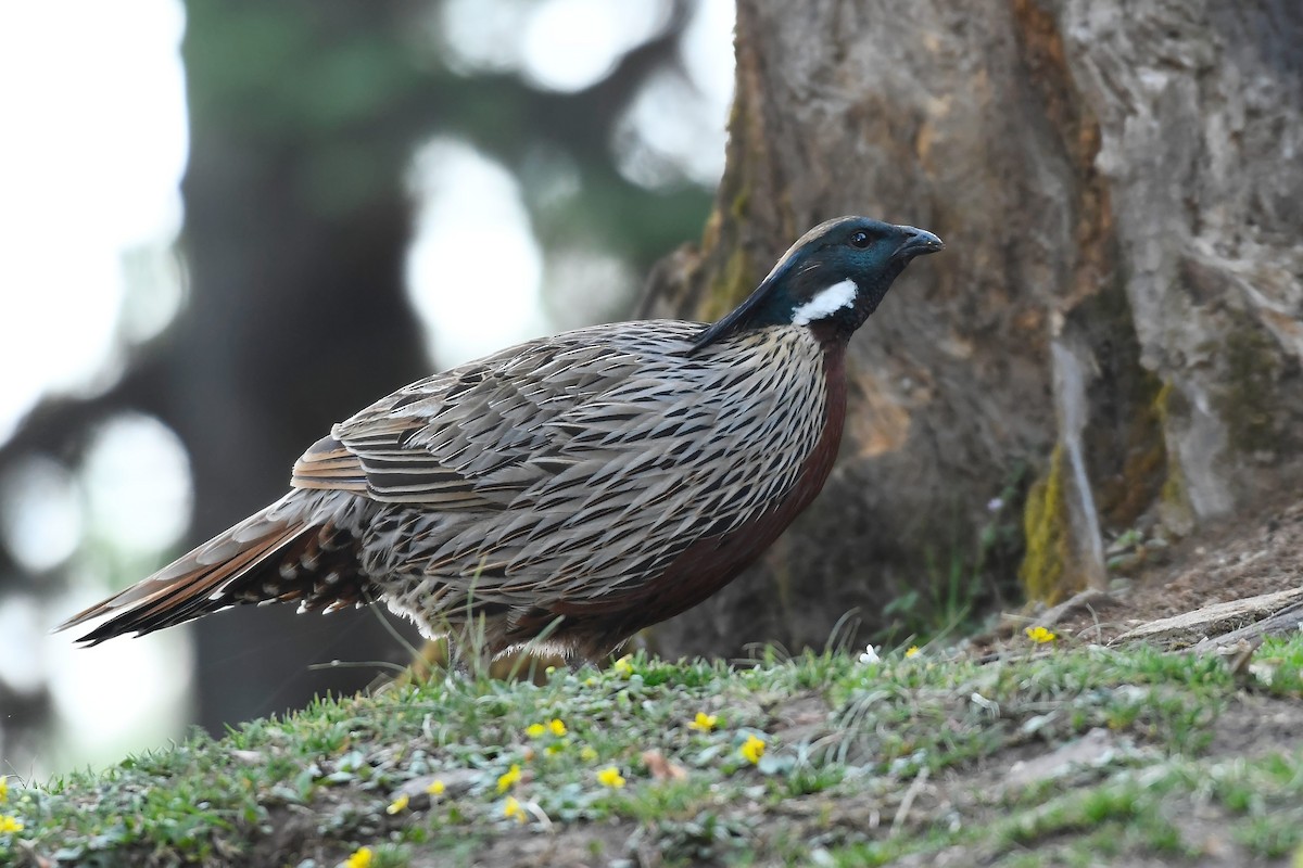 Koklass Pheasant - Ashwani Sharma