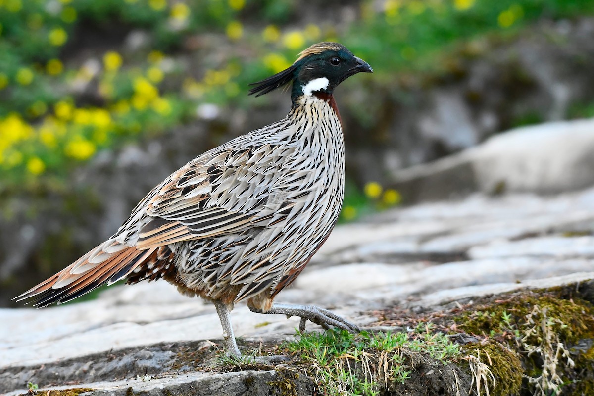 Koklass Pheasant - ML470441311