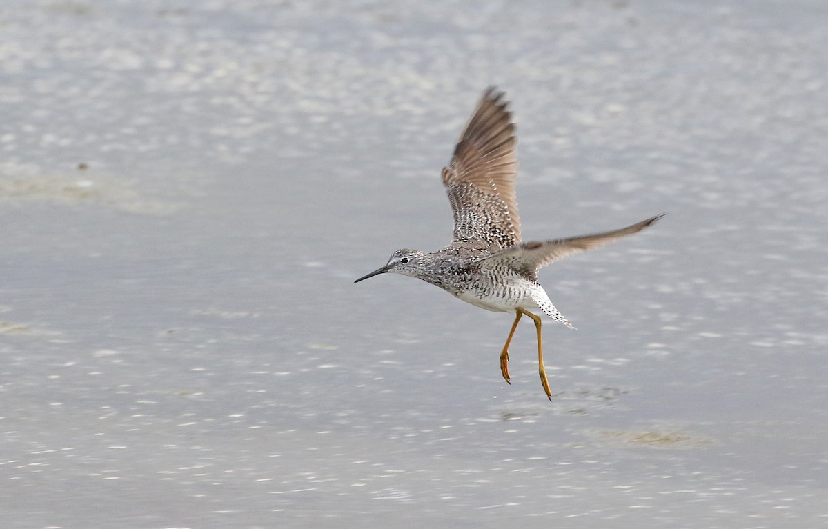 gulbeinsnipe - ML470441481