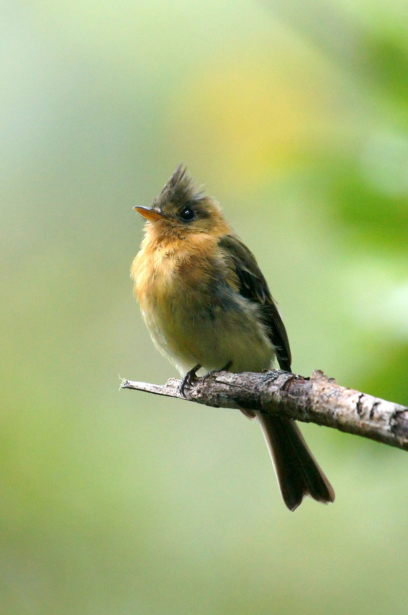 Mosquero Moñudo Común (aurantiiventris) - ML470441831