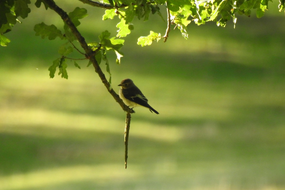 European Pied Flycatcher - ML470441961