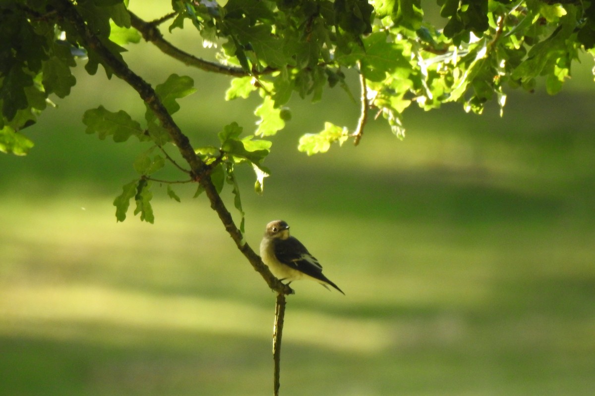 European Pied Flycatcher - ML470442001