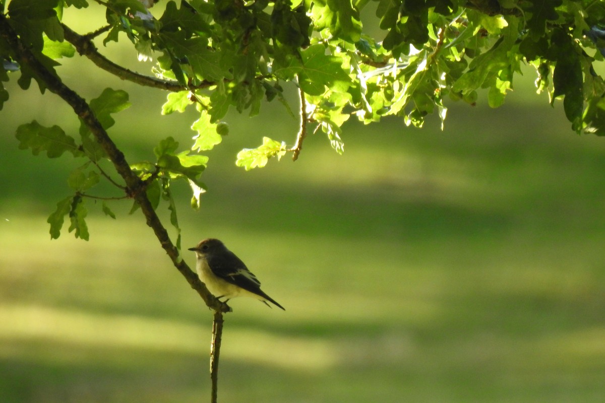 European Pied Flycatcher - Peter Hines