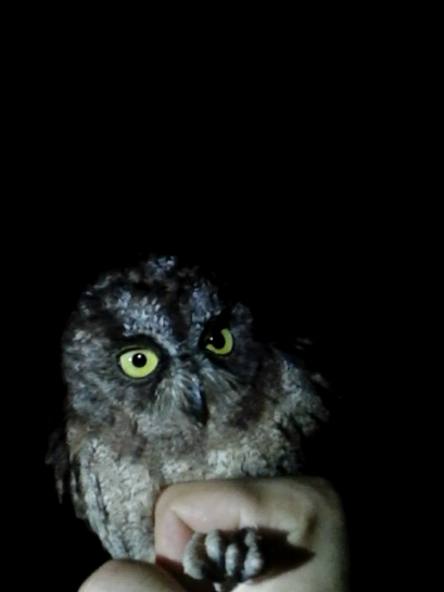 Principe Scops-Owl - ML470442301