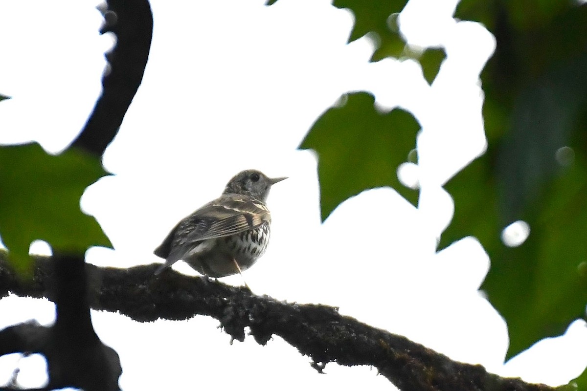 Scaly Thrush - Ashwani Sharma