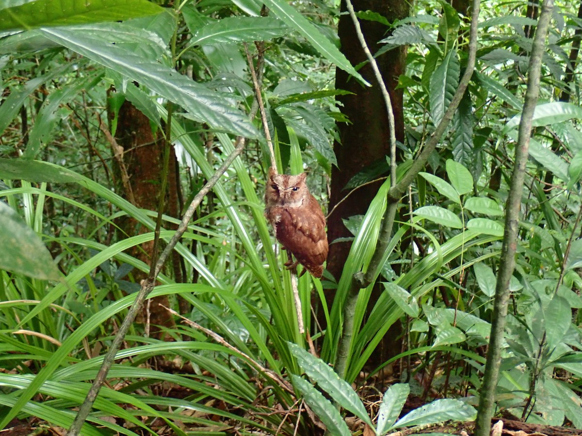 Principe Scops-Owl - Bárbara  Freitas